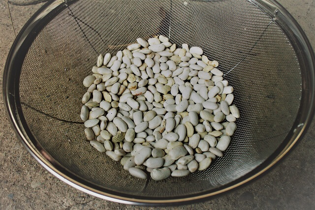 有機栽培の白豆